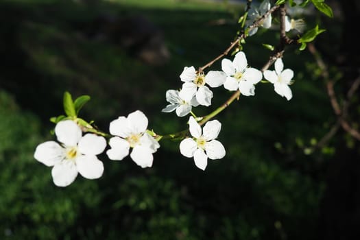 Blossoming of cherries, sweet cherries and bird cherry. Beautiful fragrant white flowers on the branches. The flowers are collected in long dense drooping brushes. March, Serbia, Sremska Mitrovica.
