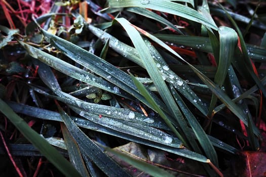 Dew or melt water on green grass. Thawing after a morning winter frost. Lying grass in the meadow. Off-season, windless calm weather. Green leaf with water drops.