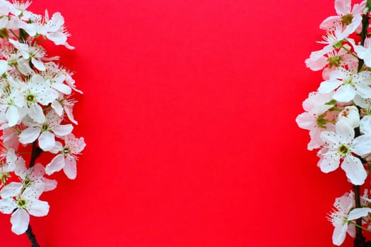 White flowers of bird cherry on a red background. Copy space for text. Bright card for the holiday or invitation. Spring time