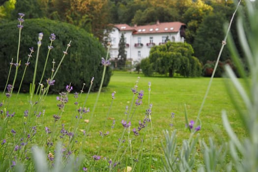 Banja Koviljaca, Serbia, Guchevo, Loznica, September 30, 2022 A medical building, the former royal villa. Green lawn in the park with flowers and bushes. Landscaping and decoration of the park area