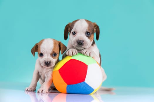 A happy puppy is playing with a ball