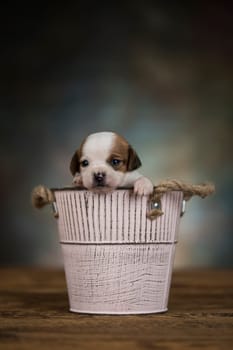 Dog in a metal bucket