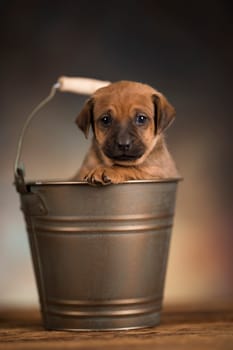 A small dog in a metal bucket