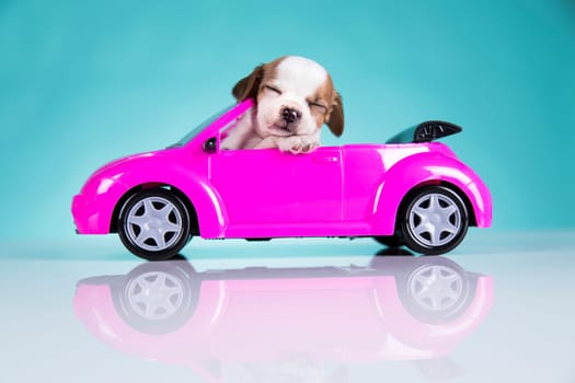 A little dog in a pink car