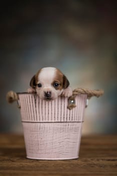 Dog in a metal bucket