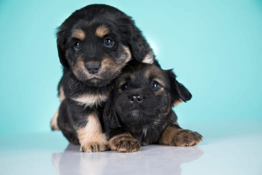 Two dogs puppy animals concept