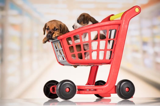 Cute doggies in a shopping cart