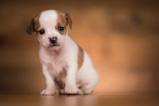 Puppy dog on a wooden background