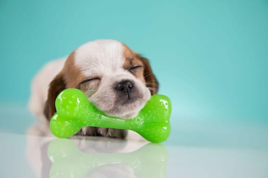 Dog sleeps with a rubber bone