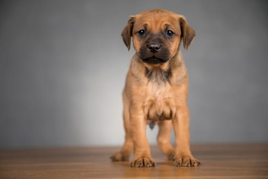 Cute puppy dog, animals concept