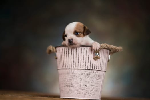 A small dog in a metal bucket