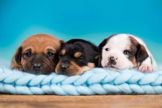 Pet, dog puppy, sleeps on a blanket
