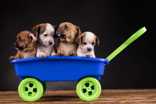 Beautiful little puppies in a toy wagon