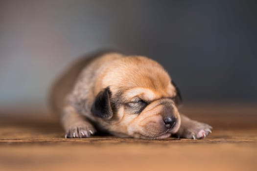 The dogs sleep, animals concept