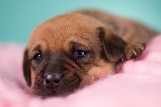 Sleeping dog in a on a blanket