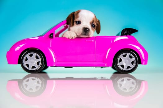 Dog in a pink car