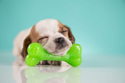 Dog sleeps with a rubber bone