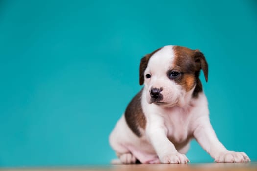 Cute puppy dog, animals concept