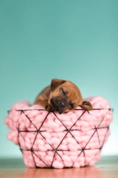 Beautiful happy puppy dog a metal basket