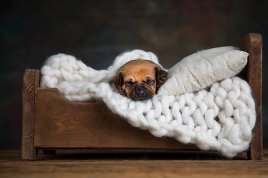 Dog sleep on a small wooden bed