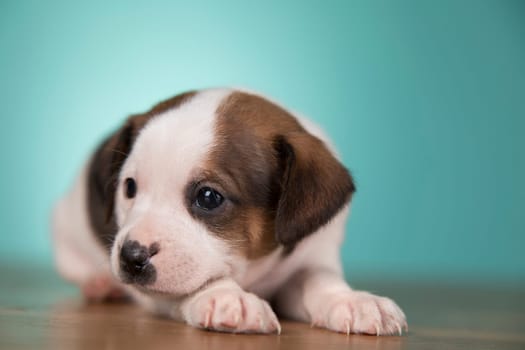 Cute puppy dog, animals concept