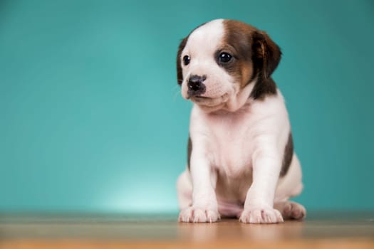 Cute puppy dog, animals concept