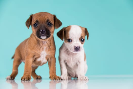 Two little dogs, puppy, animals concept
