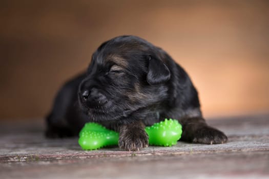 Pet, Little puppy dog, animals concept