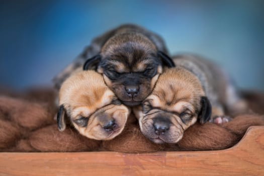Dogs sleep on a small wooden bed
