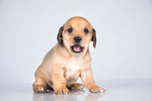 Pet, dog puppy animals concept