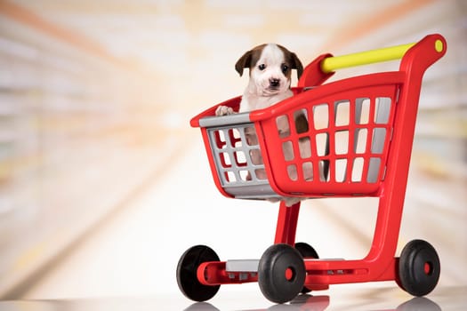 Dog in a shopping cart