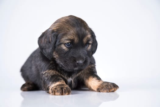 Little dog on a white background