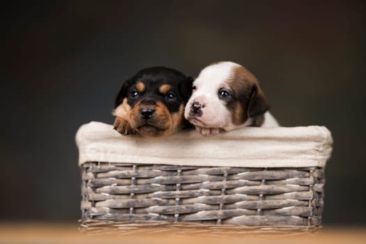 Small puppies in a wicker basket