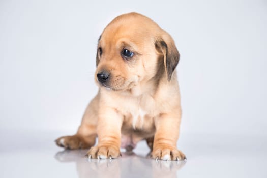 Little dog on a white background