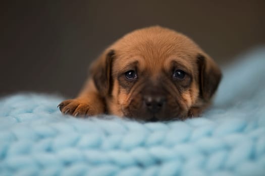 Dog sleep on a small wooden bed
