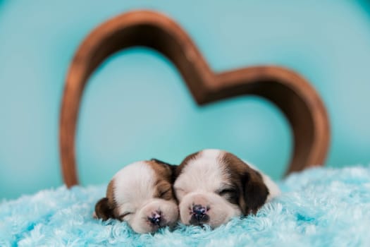 Love dogs in are sleeping