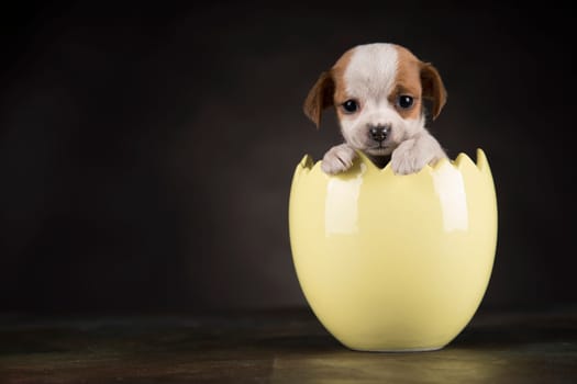 Little dog in an Easter egg