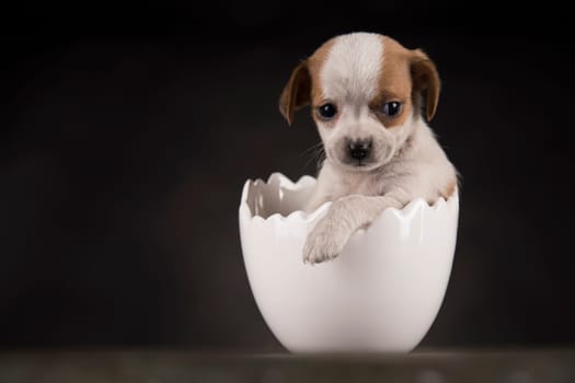 Little dog in an Easter egg