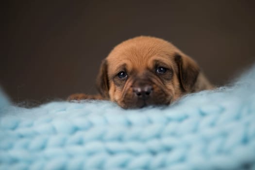 Dog sleep on a small wooden bed