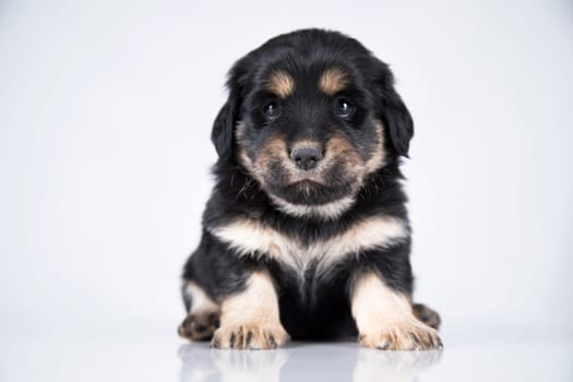 Little dog on a white background