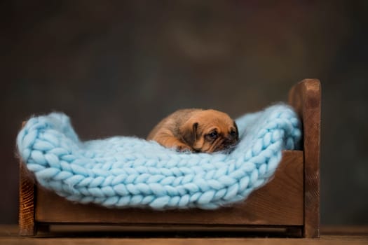 Dog sleep on a small wooden bed