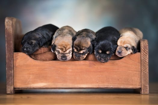 The dogs sleep on a wooden bed
