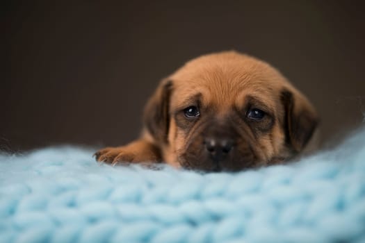 Little puppy breed is sleeping