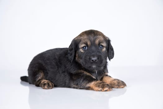 Little dog on a white background