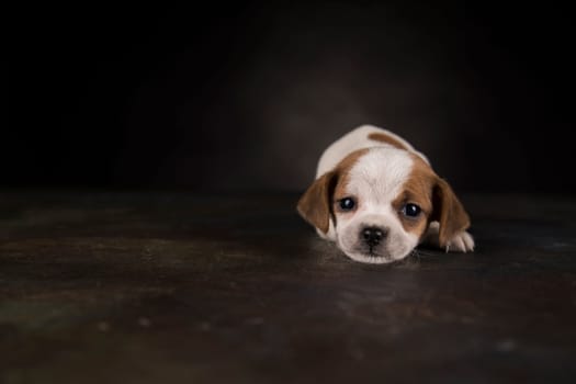 Little Puppy dog in a black background