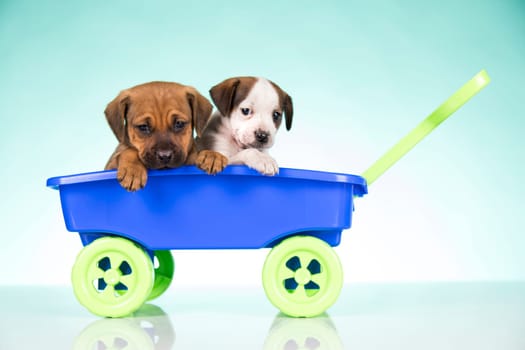 Cute doggies in a toy wagon