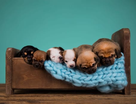 Dogs sleep on a small wooden bed