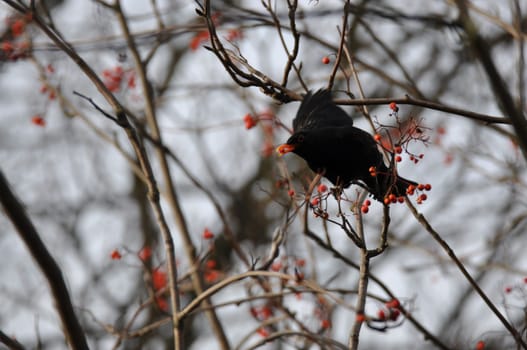 Blackbird sitting on a branch and eating rowan berries