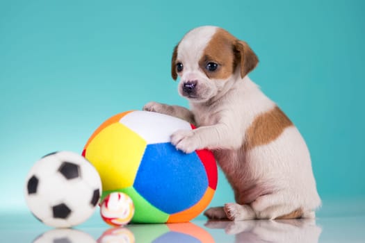 Puppy dog is playing with a ball