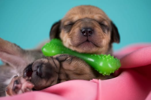 A little dog sleeps with a rubber bone on a pink blanket
